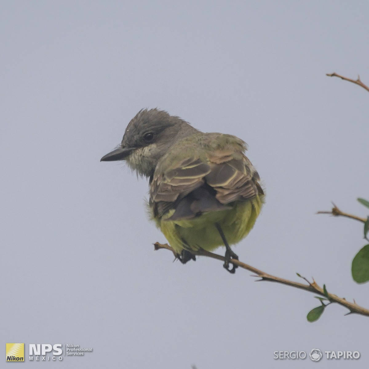 Cassin's Kingbird - ML134396701