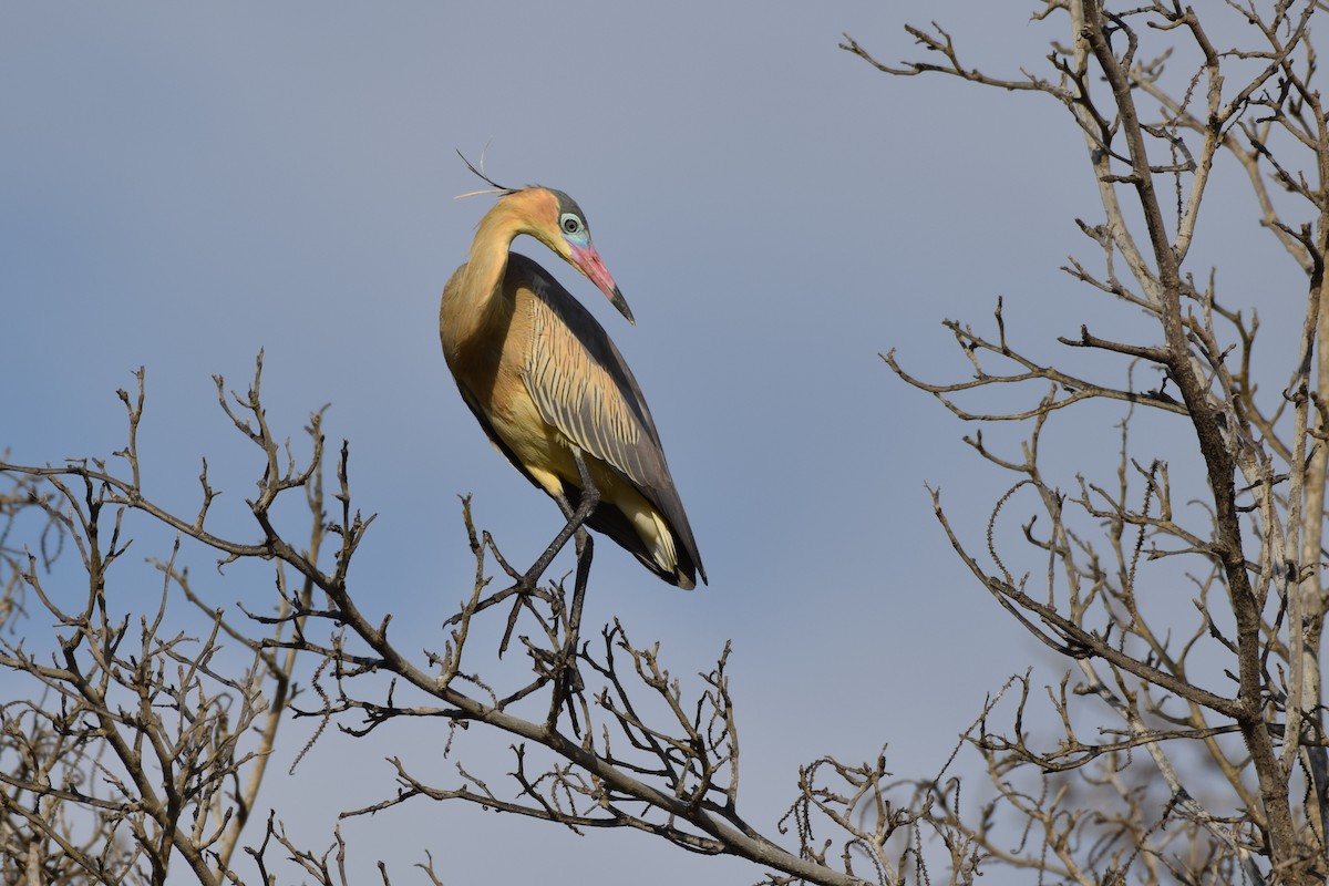 Whistling Heron - ML134397871