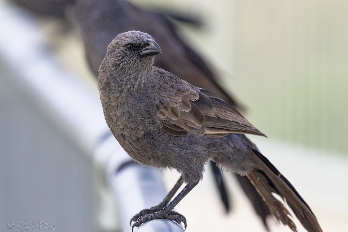 Apostlebird - ML134399011