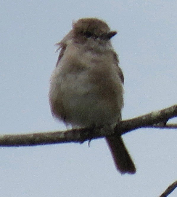 Pale Flycatcher - ML134399101