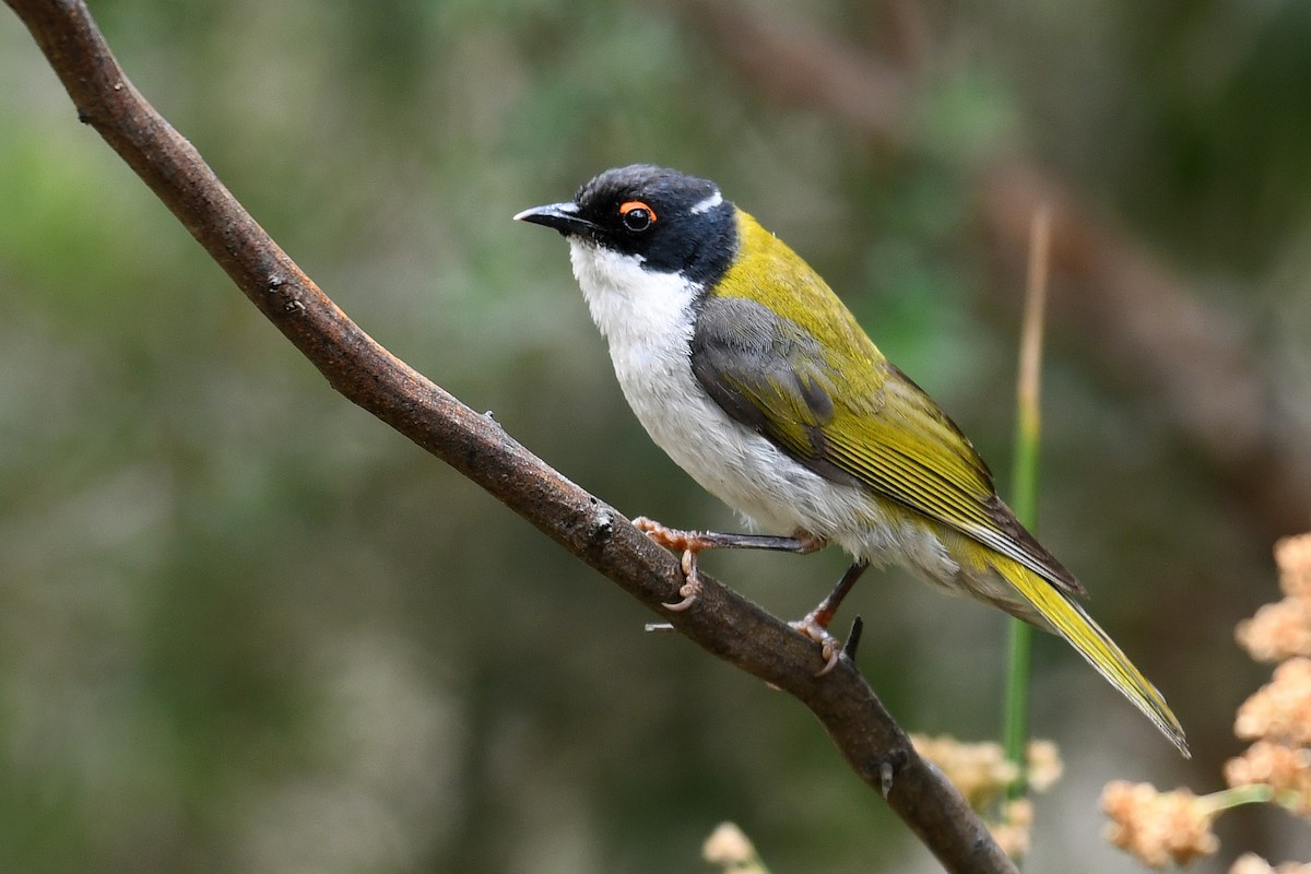 White-naped Honeyeater - ML134400201