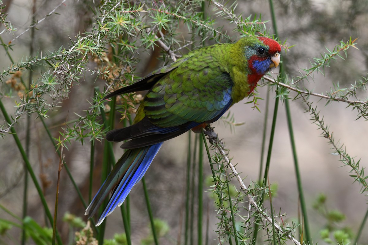 Crimson Rosella - ML134400211