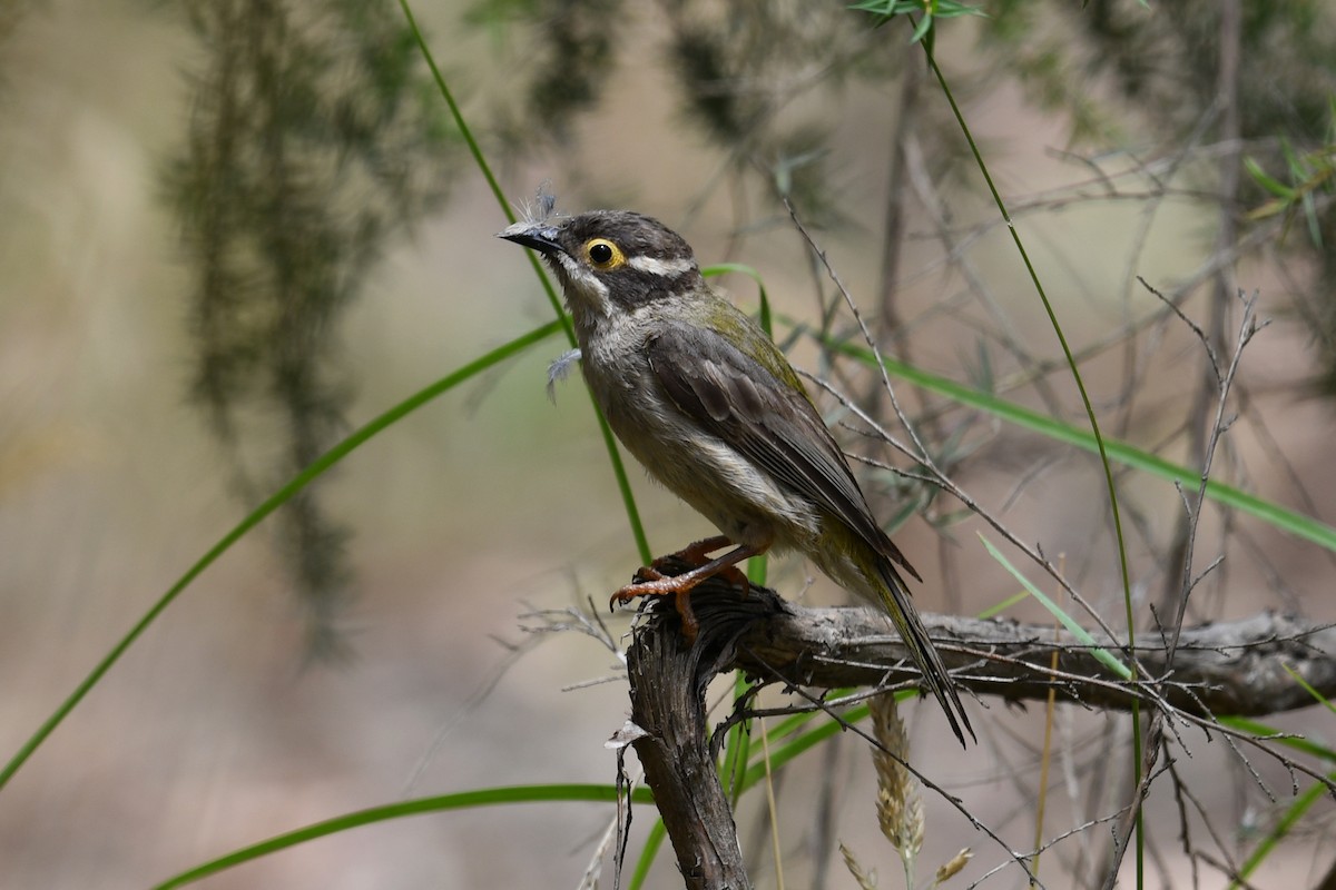 Brown-headed Honeyeater - ML134400261