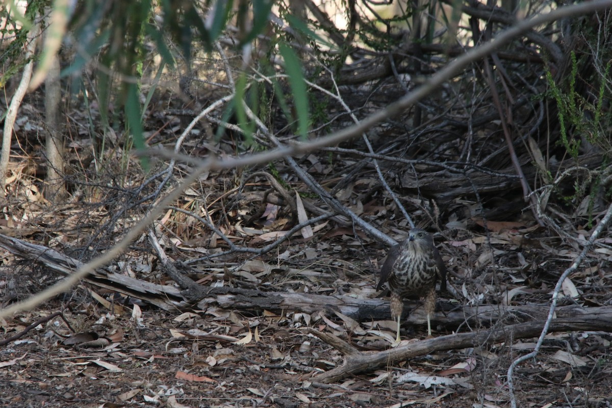 Brown Goshawk - ML134404561