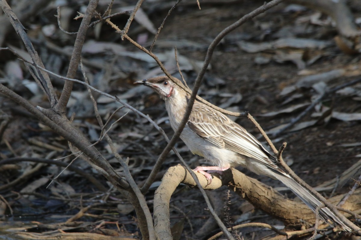 Red Wattlebird - Jeff Dagg