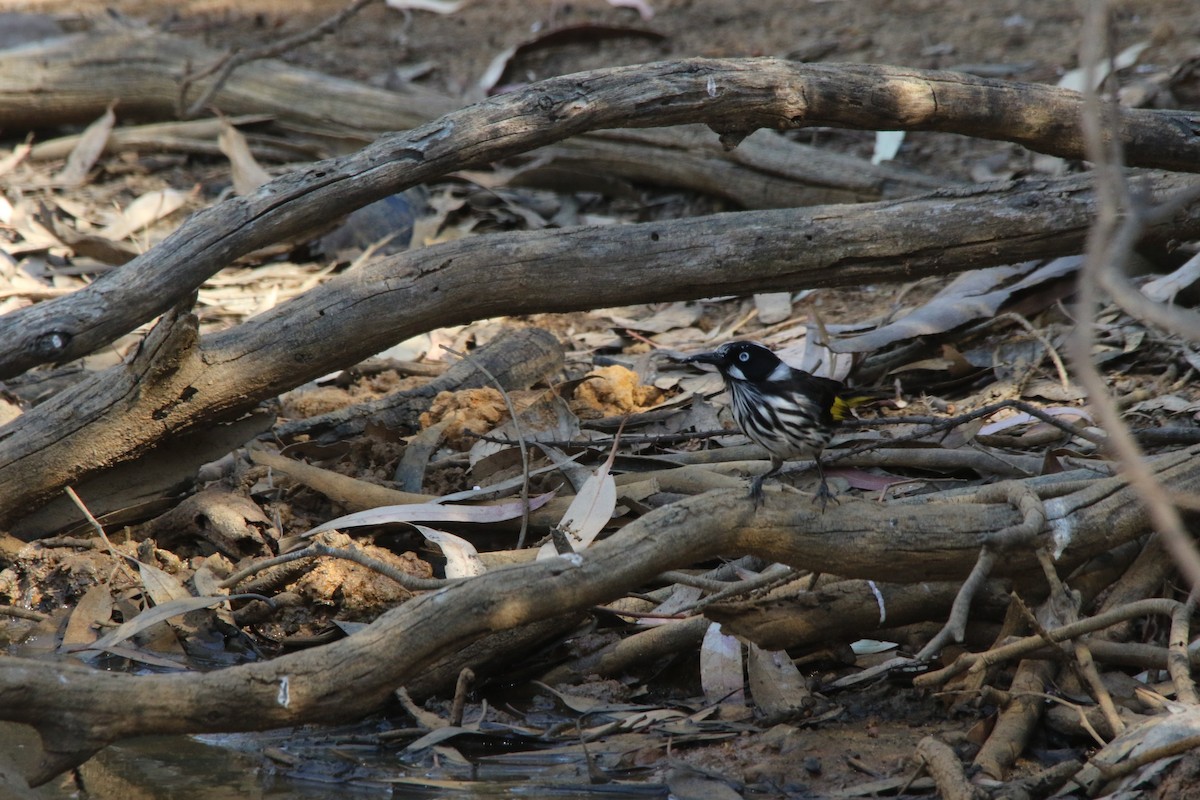 New Holland Honeyeater - Jeff Dagg