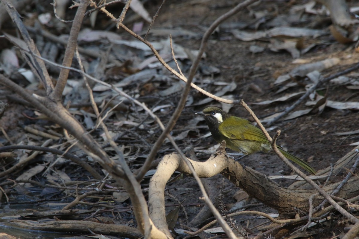 White-eared Honeyeater - ML134404611