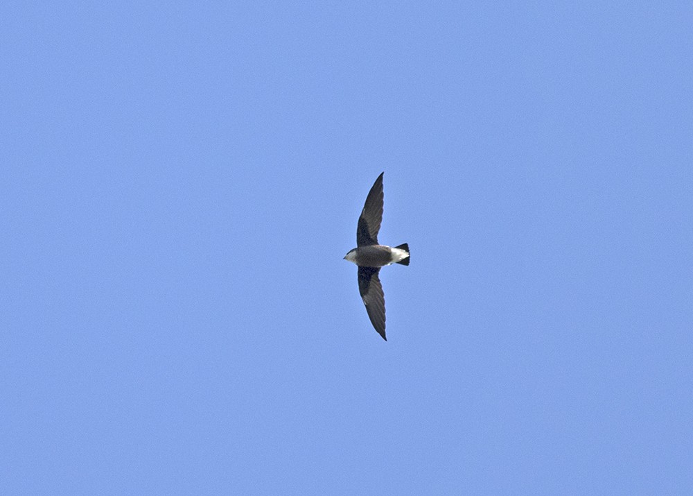 White-throated Needletail - ML134404841