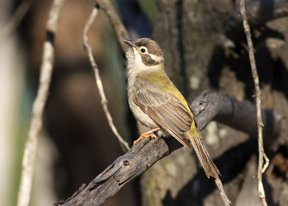 Brown-headed Honeyeater - ML134405231