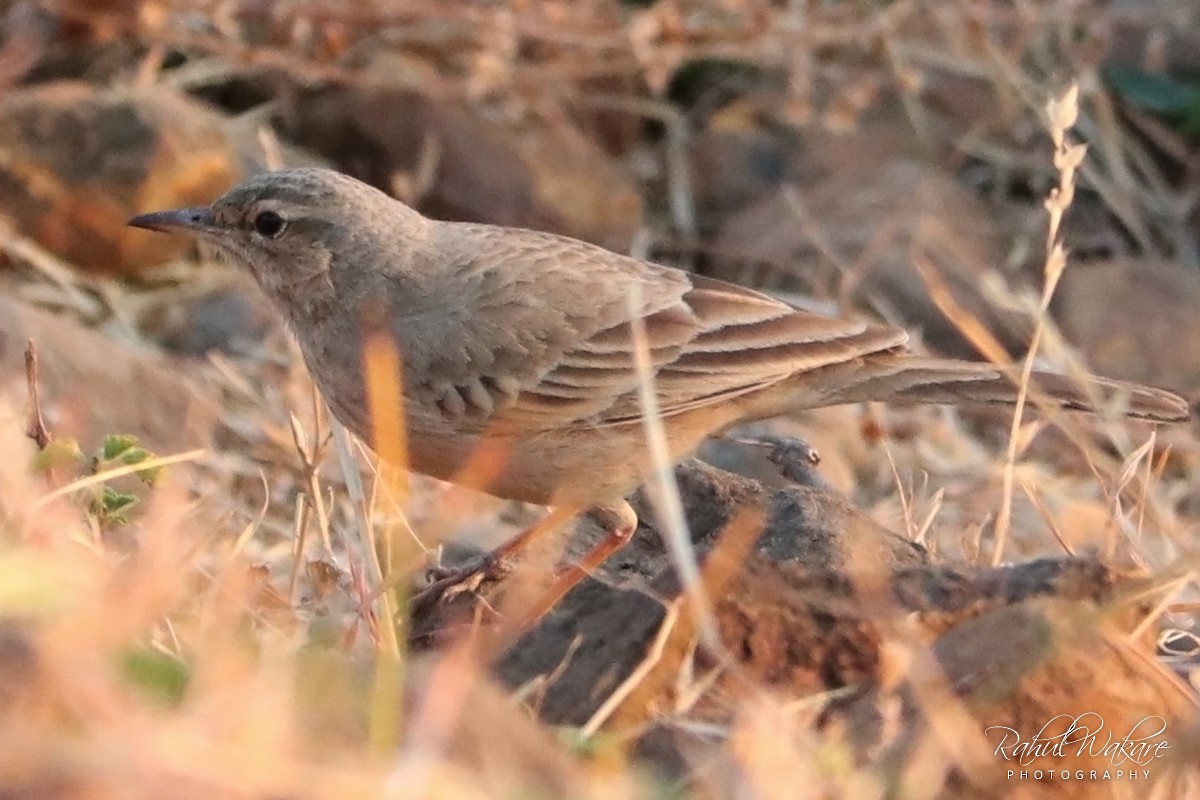 Long-billed Pipit - ML134405461