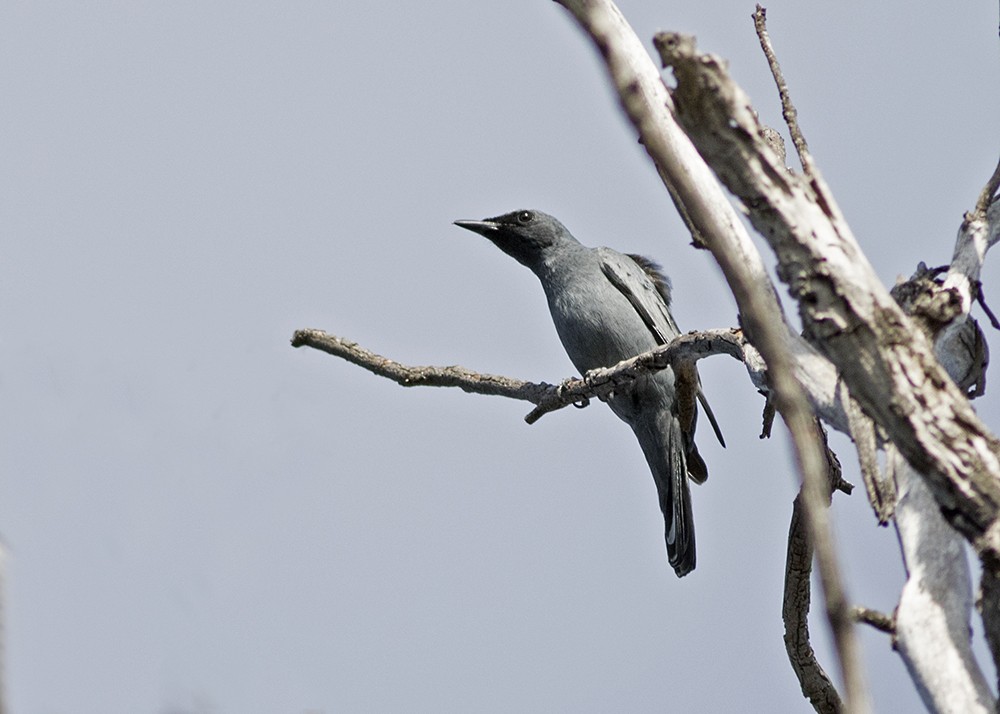 Common Cicadabird - ML134405671