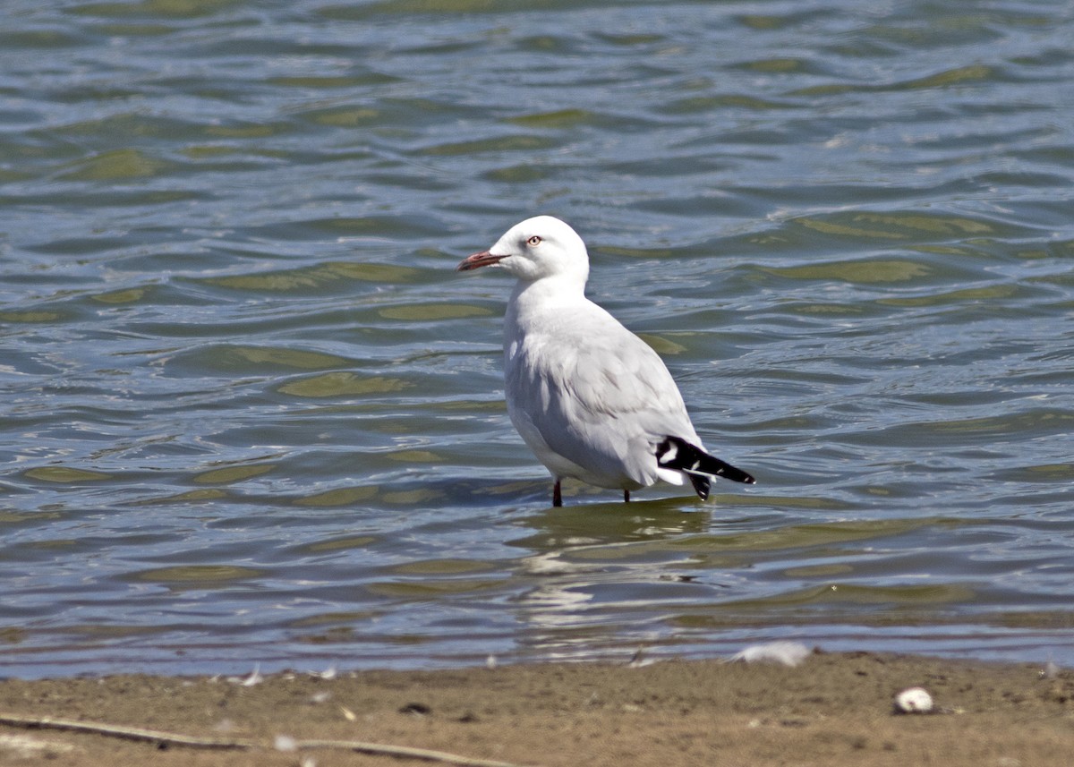 Gaviota Plateada (australiana) - ML134406551