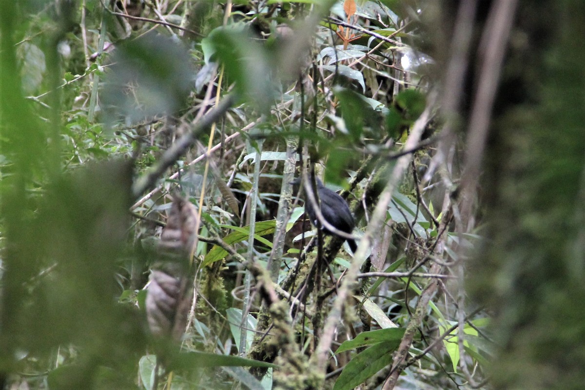 Batará Unicolor - ML134406951