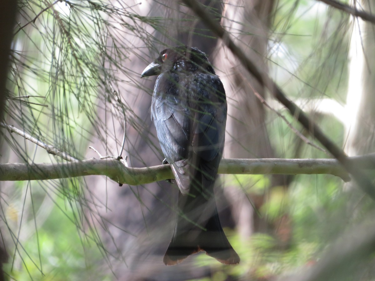 Сверкающий дронго - ML134407181