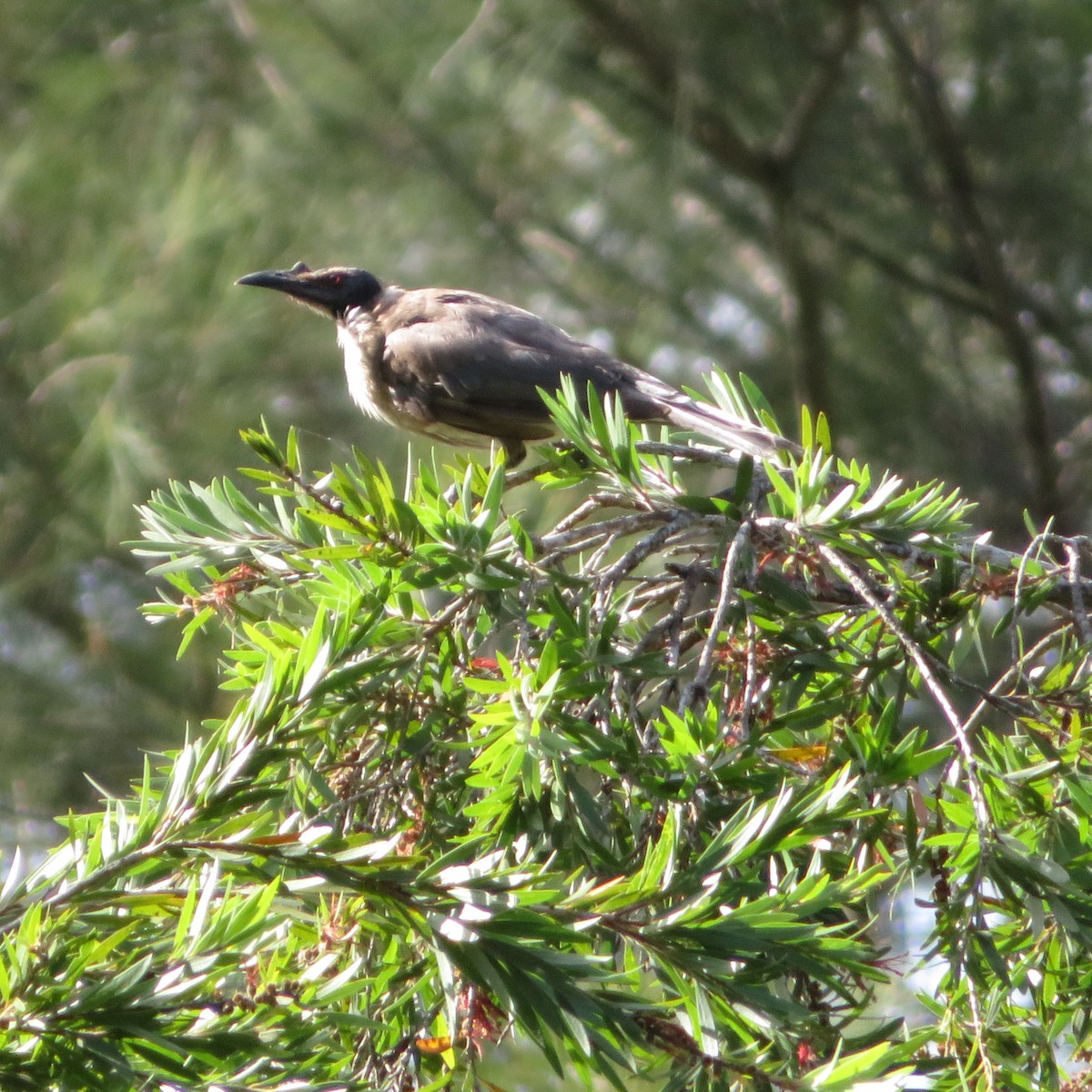 Крикливый кожеголов - ML134407211