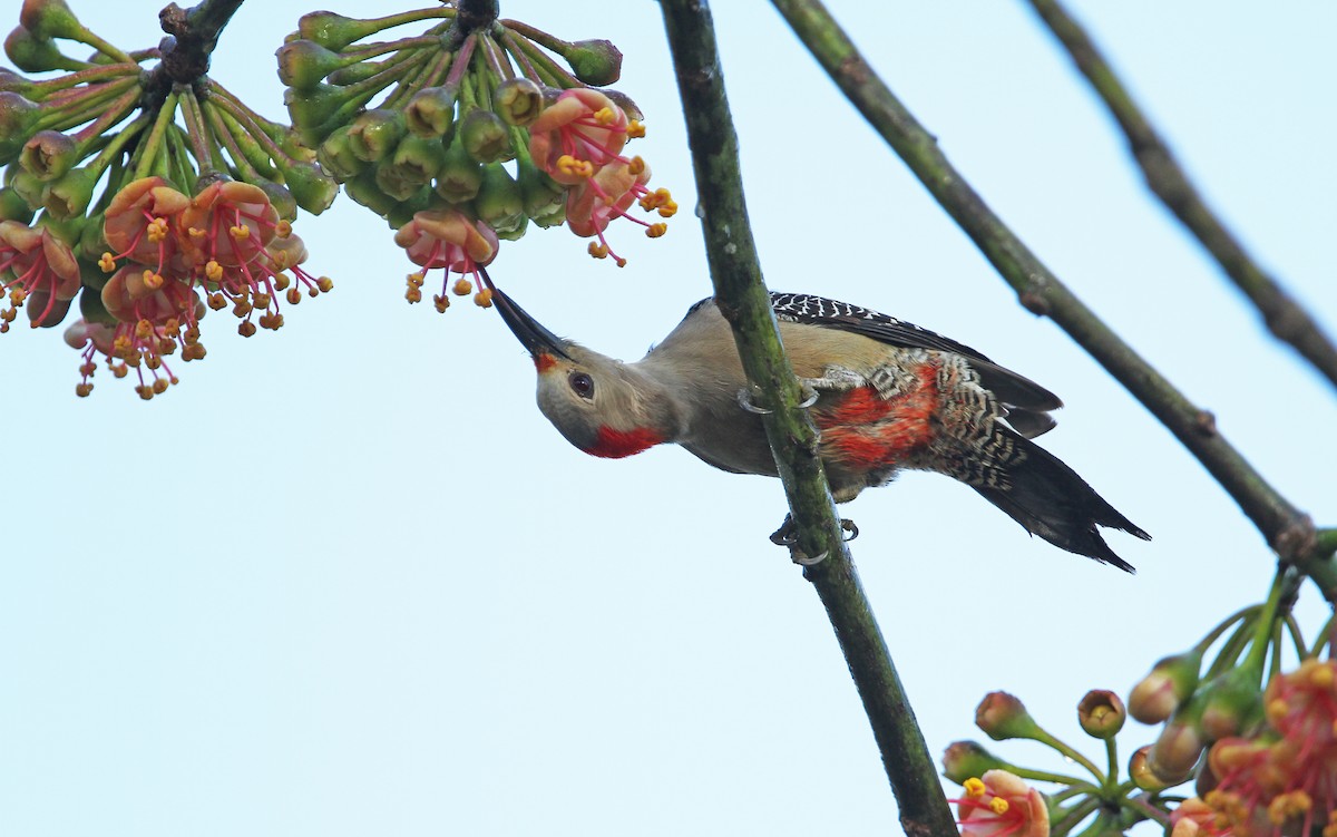 Carpintero Frentidorado (grupo santacruzi) - ML134408751