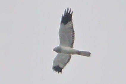 Aguilucho Pálido - ML134408771