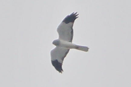 Hen Harrier - ML134408781