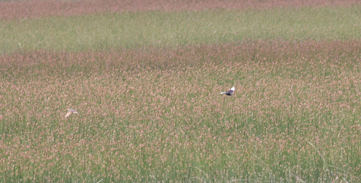 Spectacled Tyrant - ML134408821