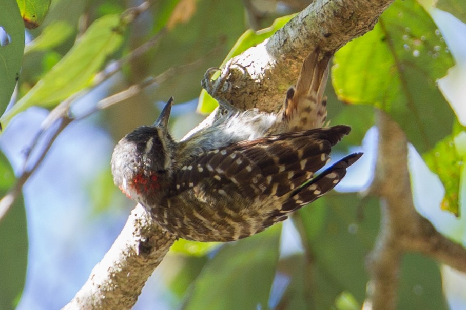 Sulawesi Pygmy Woodpecker - Christoph Moning