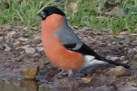 Eurasian Bullfinch (Eurasian) - ML134409501