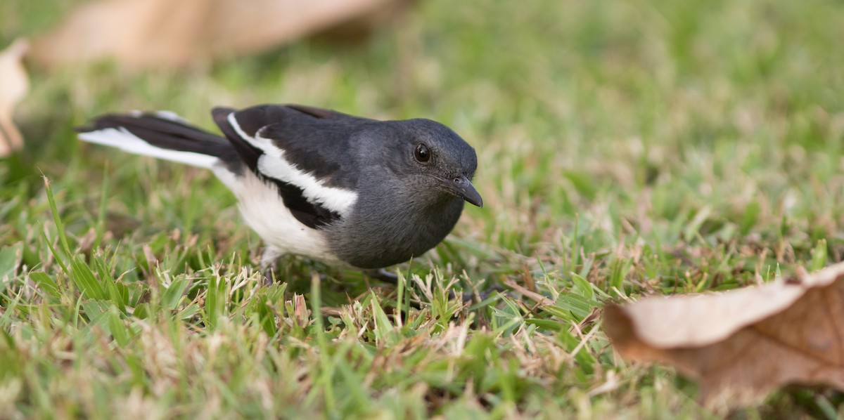 Oriental Magpie-Robin (Oriental) - Doug Hitchcox