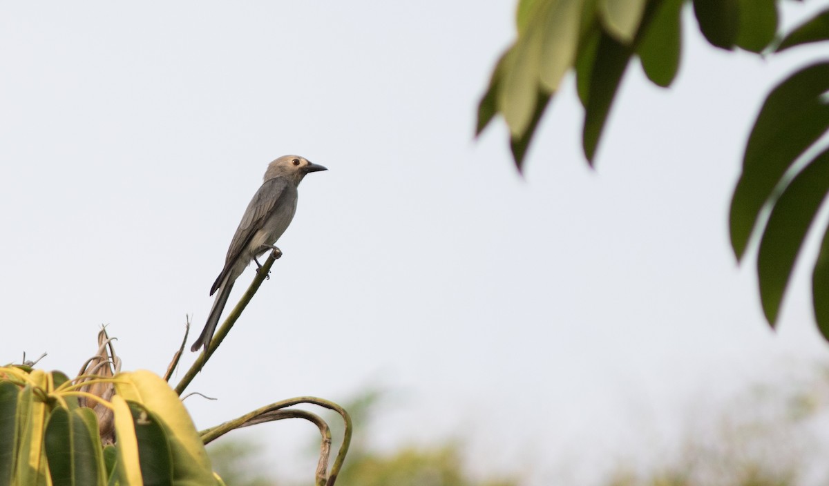 Ashy Drongo (Hainan/White-cheeked/White-lored) - ML134409991