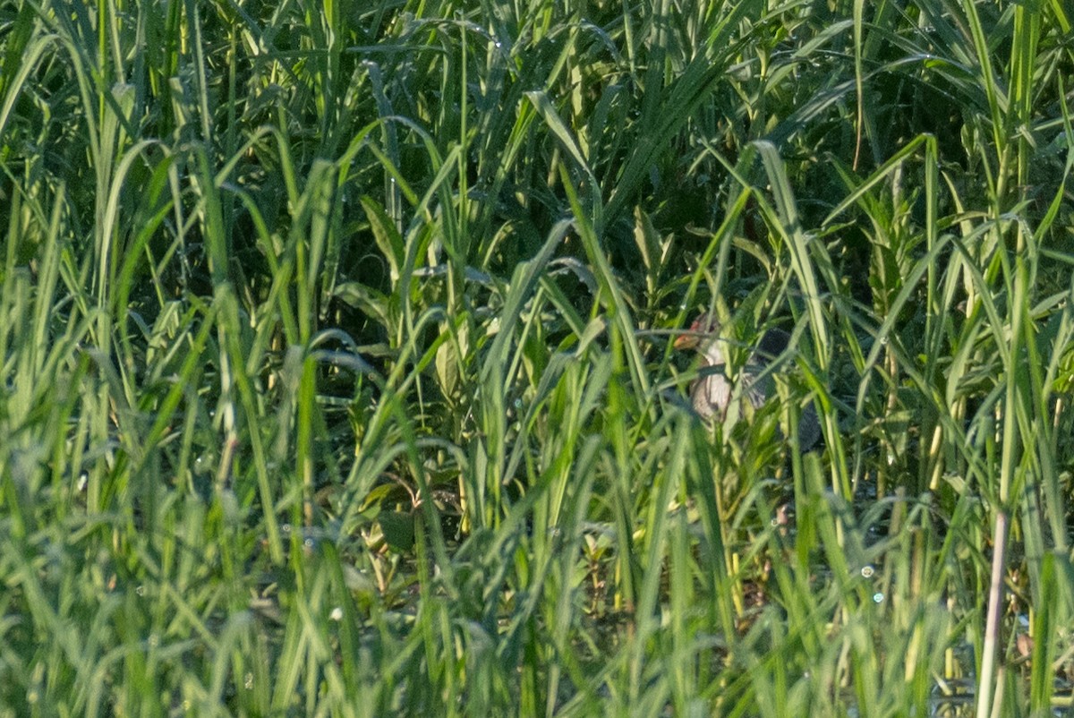 Lesser Moorhen - ML134410811