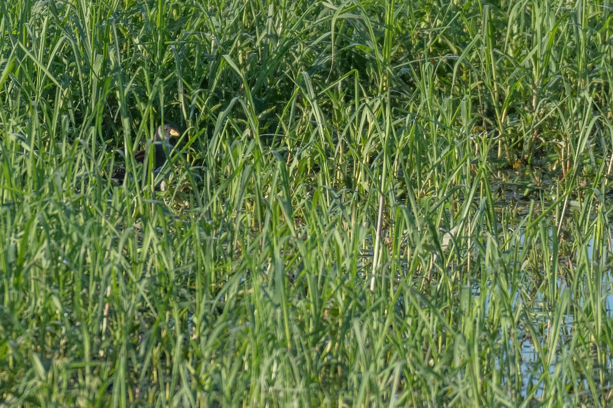 Lesser Moorhen - ML134410821