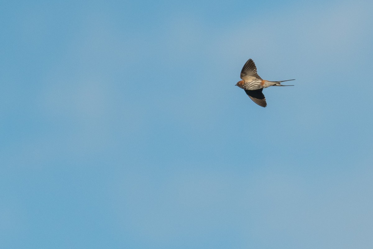 Golondrina Abisinia - ML134410881