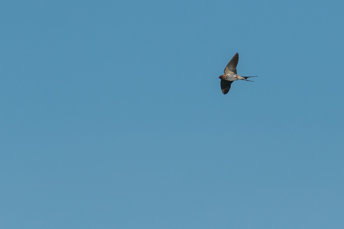 Golondrina Abisinia - ML134410901