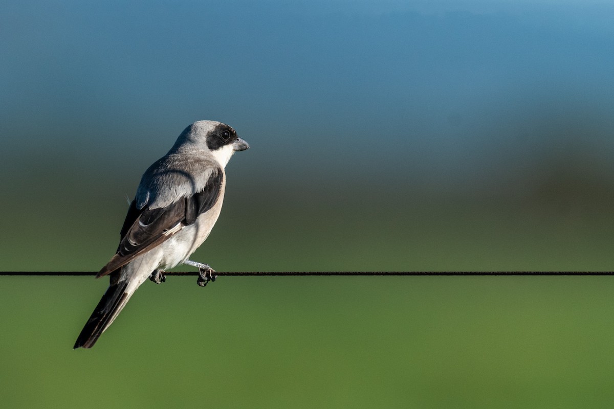 Lesser Gray Shrike - ML134410921