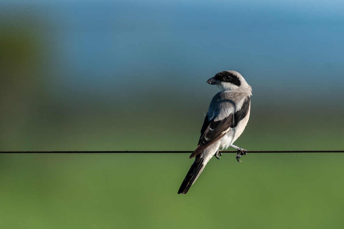 Lesser Gray Shrike - ML134410931