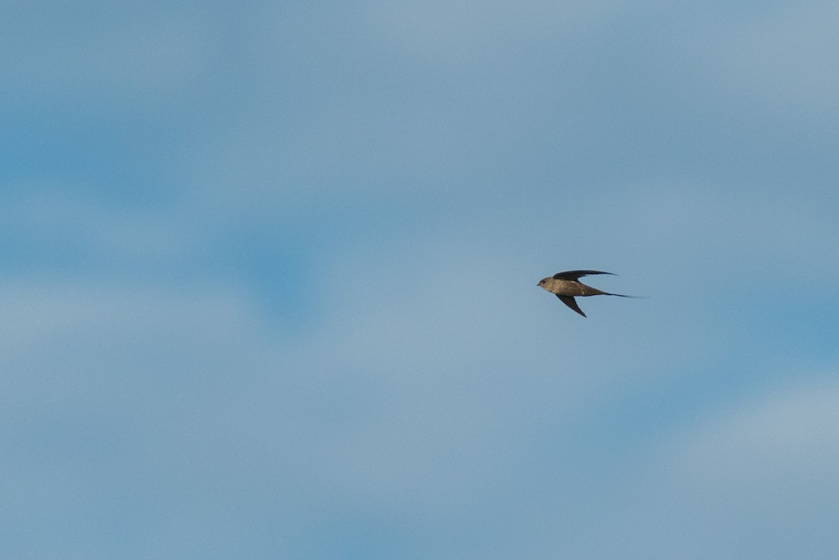 African Palm Swift - ML134411151