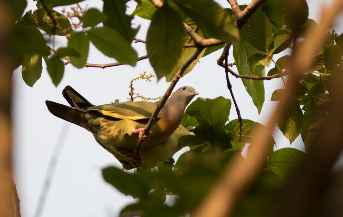 Pink-necked Green-Pigeon - ML134411401