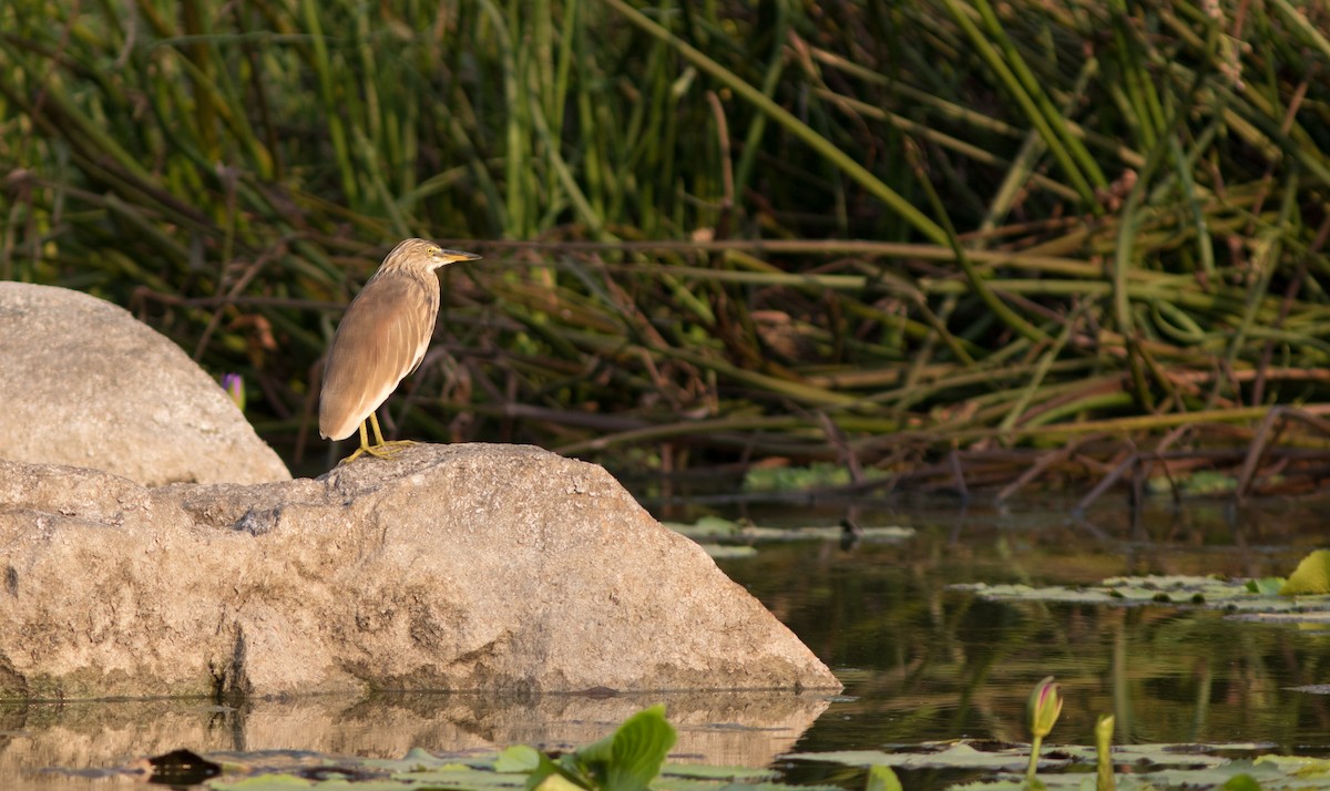 Ardeola sp. - ML134411431