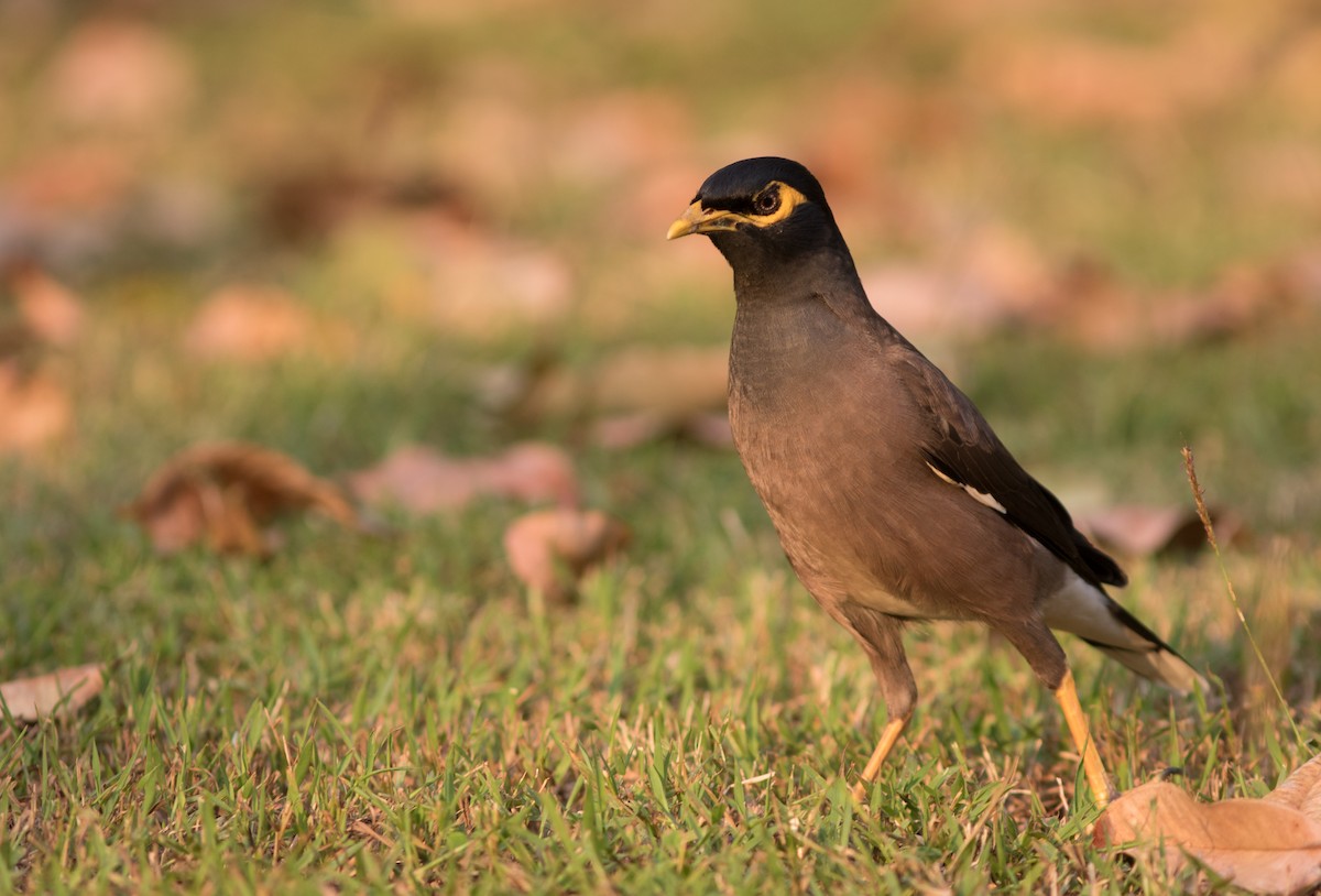 Common Myna - ML134411721