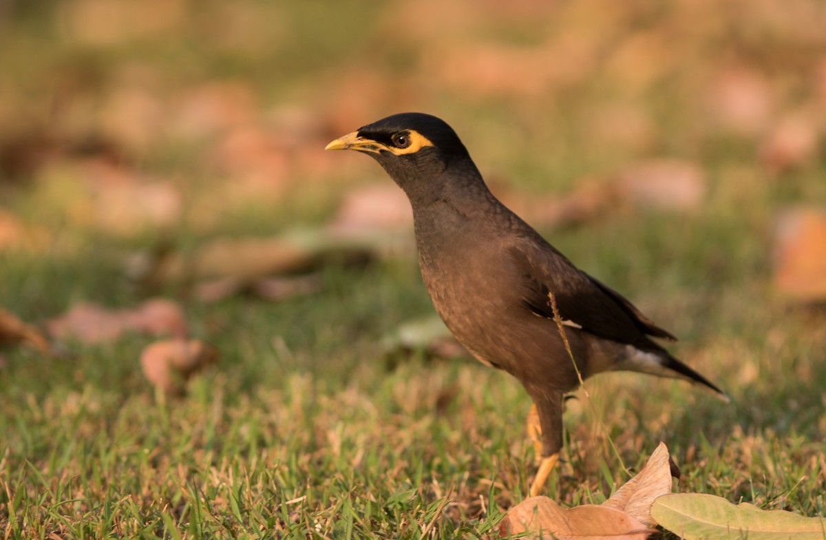 Common Myna - ML134411741