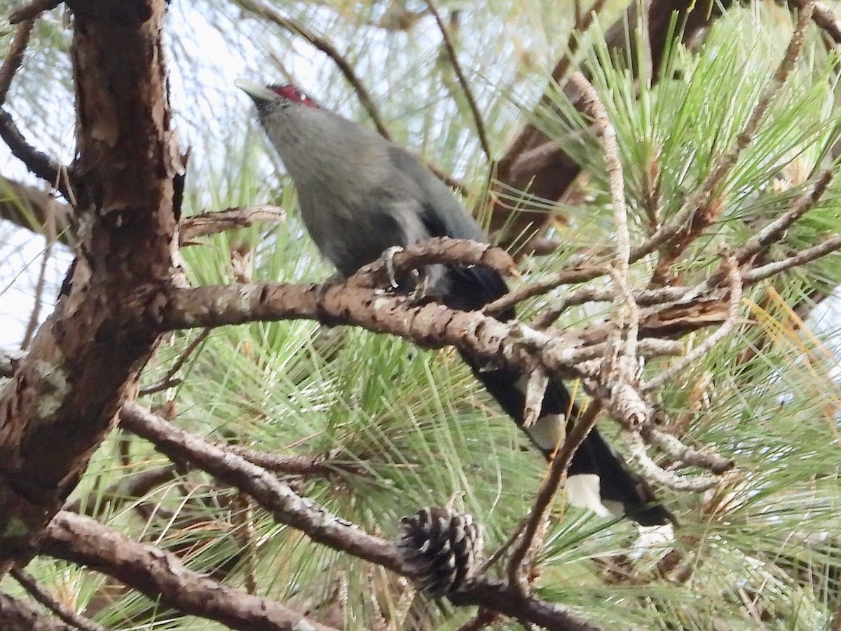 Green-billed Malkoha - ML134412481