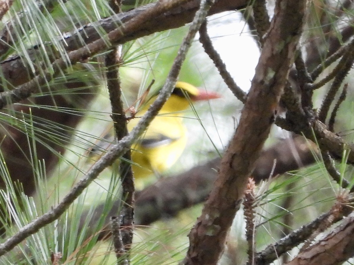 Slender-billed Oriole - ML134412561