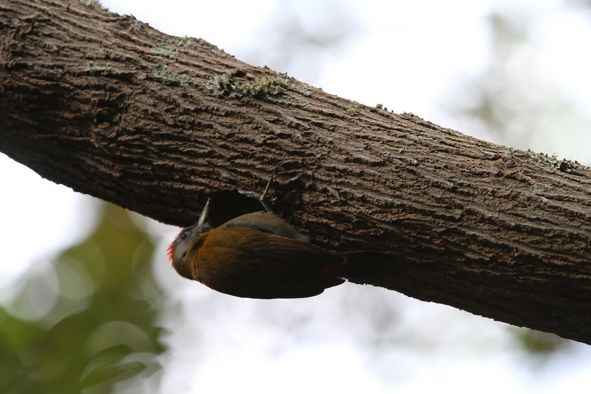 Olive Woodpecker - ML134412851