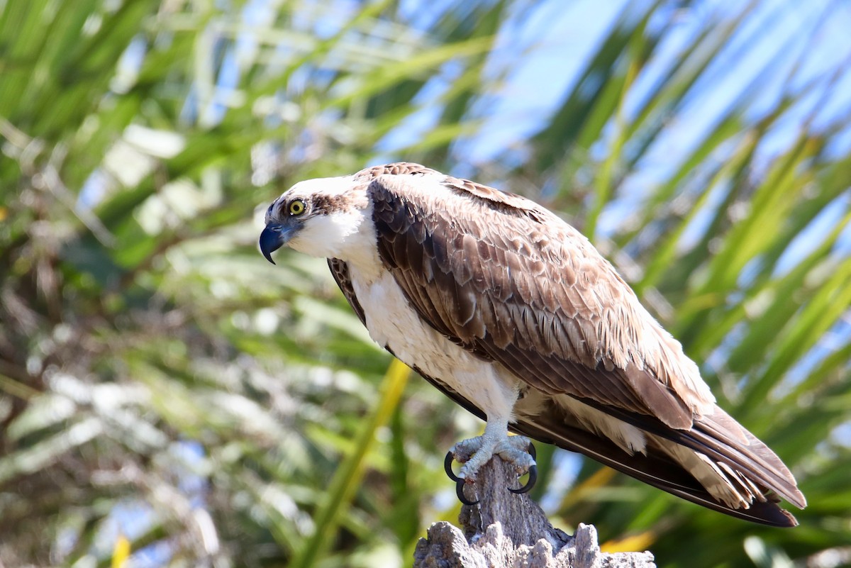 Osprey - Gustino Lanese