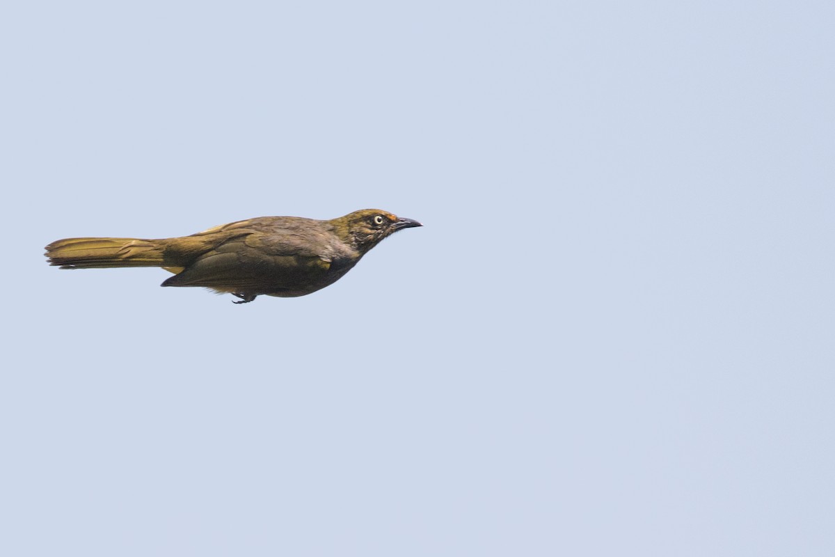 Pale-eyed Bulbul - ML134414881