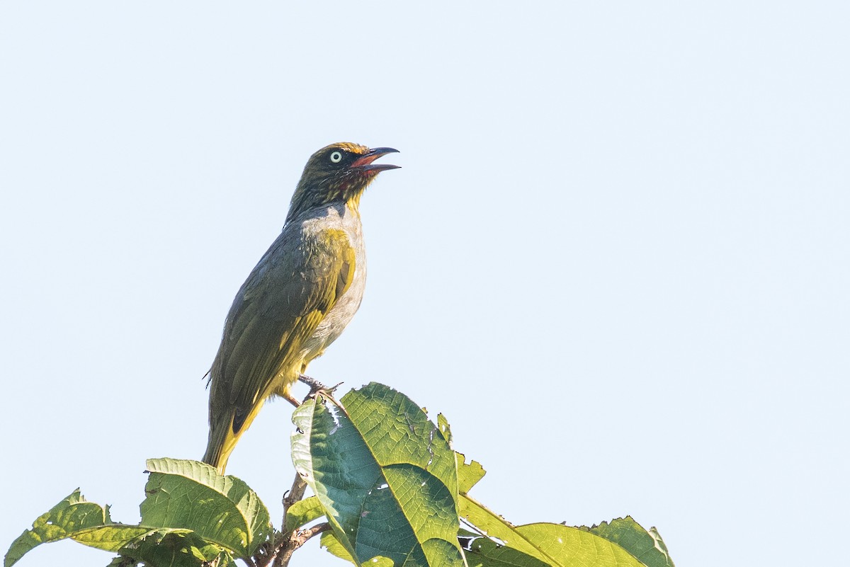 Pale-eyed Bulbul - ML134415011