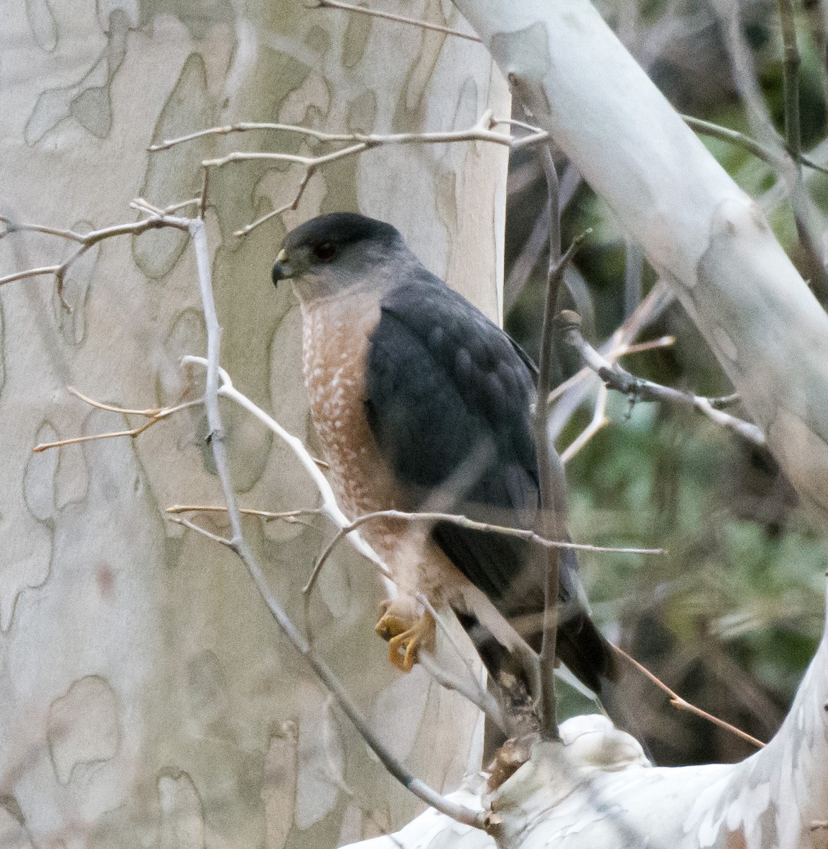 Cooper's Hawk - ML134417111