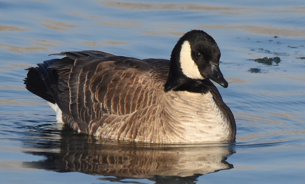 Cackling Goose (Richardson's) - Steven Mlodinow