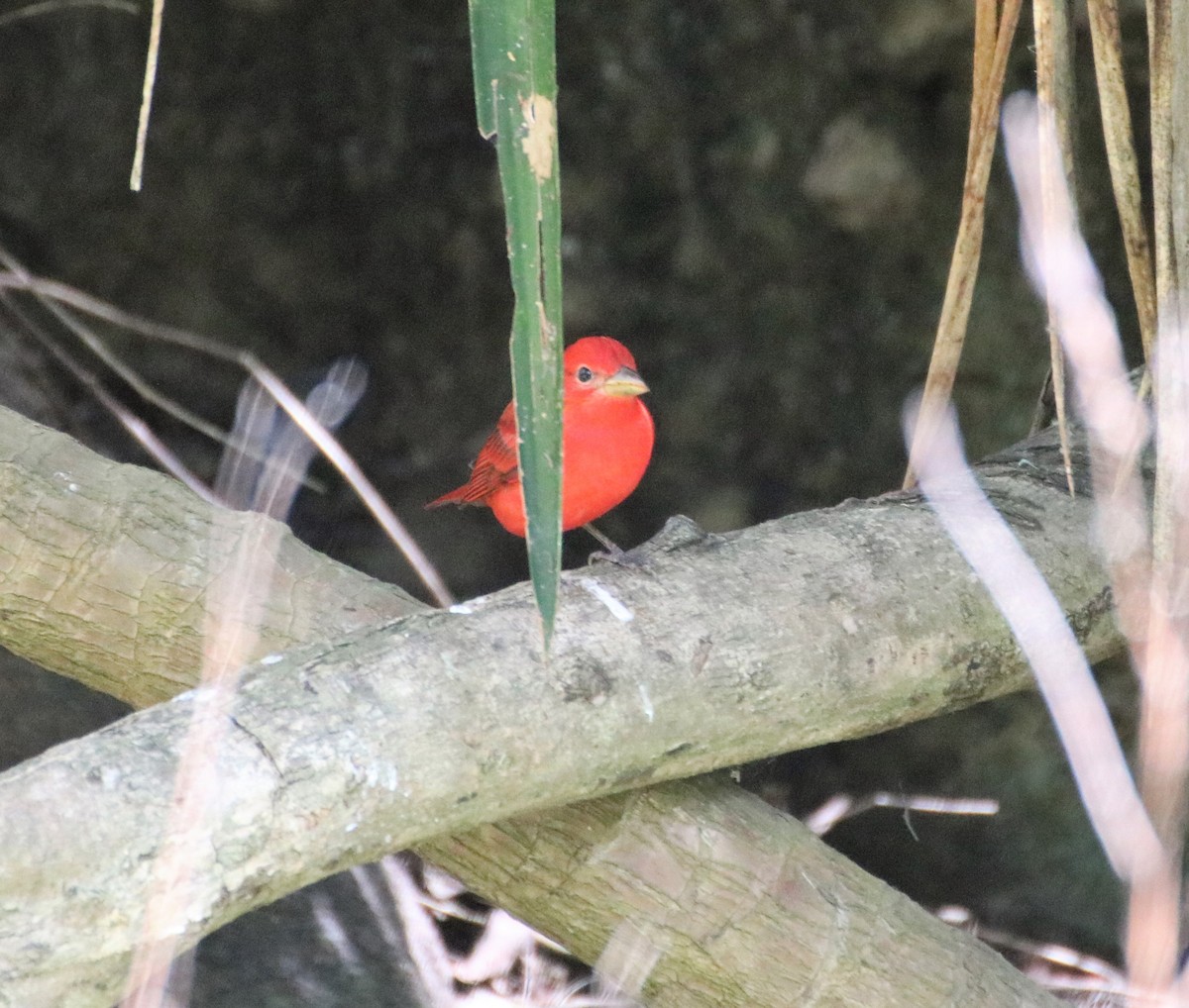 Summer Tanager - ML134418761