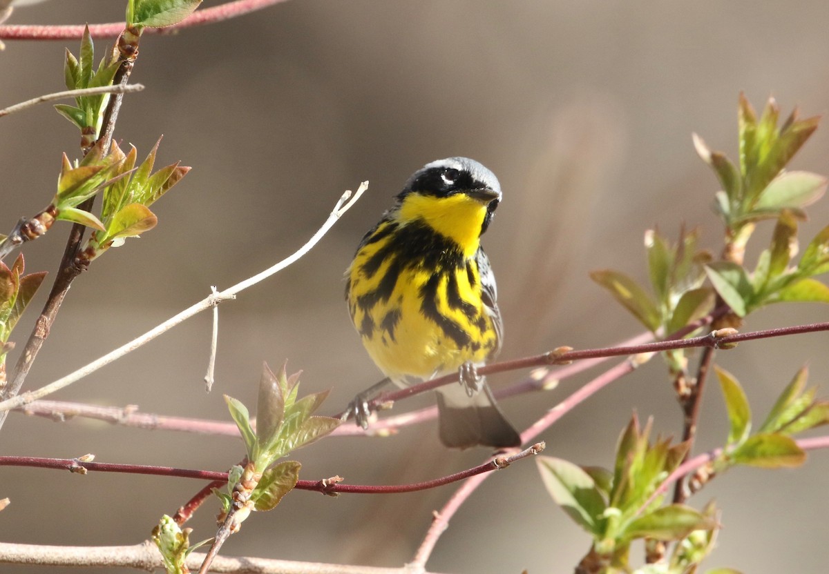 Magnolia Warbler - Dan Gesualdo