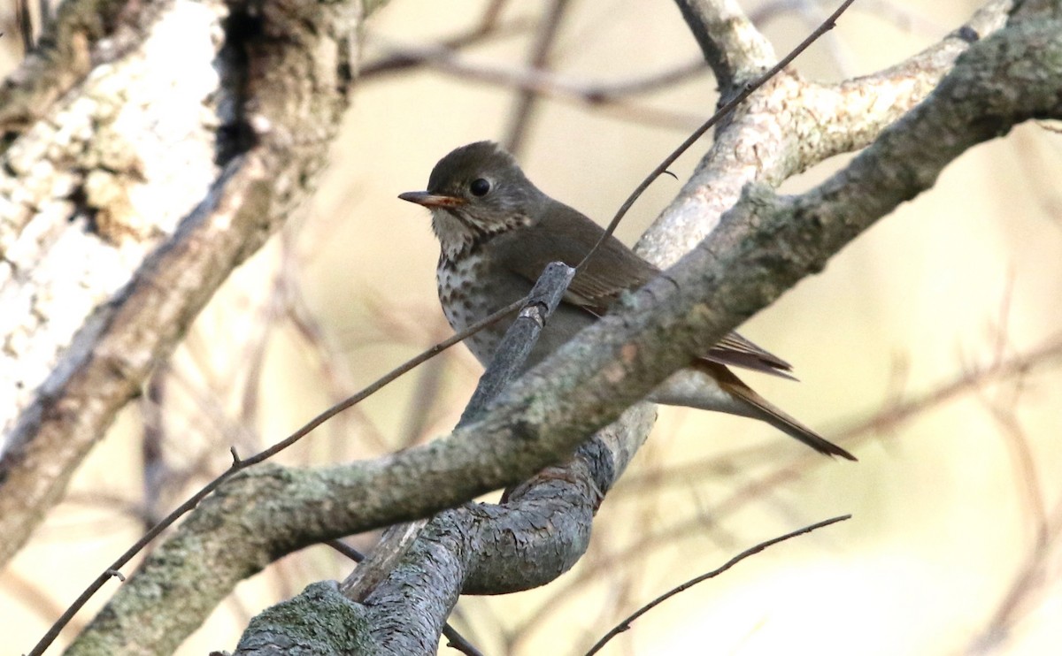 Gray-cheeked Thrush - ML134419291