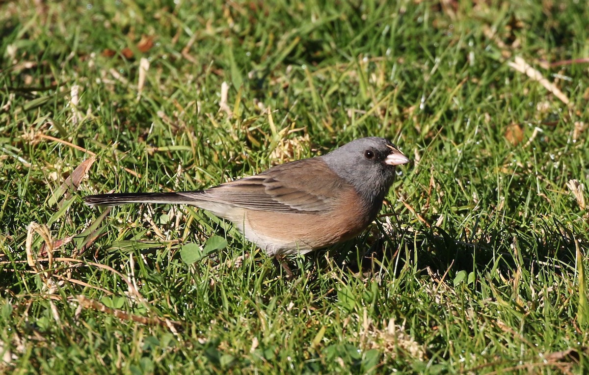 Dark-eyed Junco (Pink-sided) - ML134419301